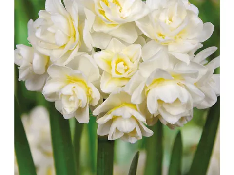 Narcis tros/bouquet 'Erlicheer'