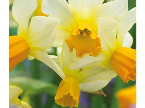 Narcis bot. 'Eaton Song'