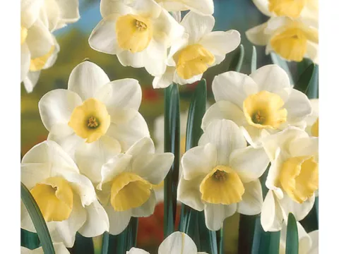 Narcis bot. 'Fruit Cup'