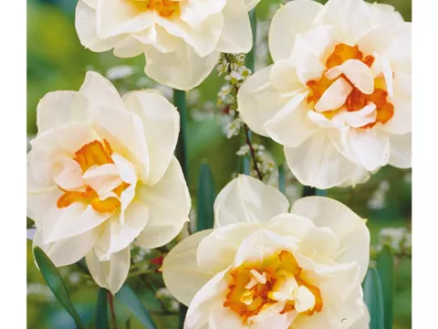 Narcis dubbel/doubles 'Flower Drift'