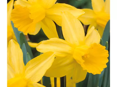 Narcis bot. 'Februari Gold'
