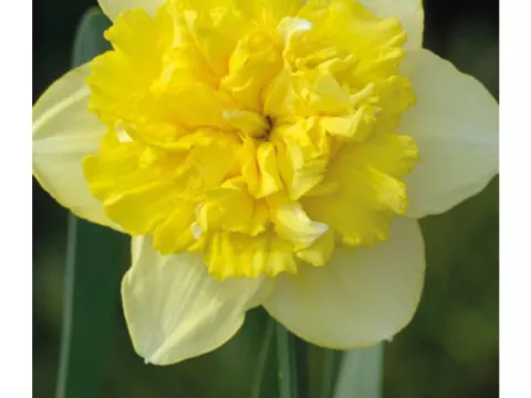 Narcis dubbel/doubles 'Full House'