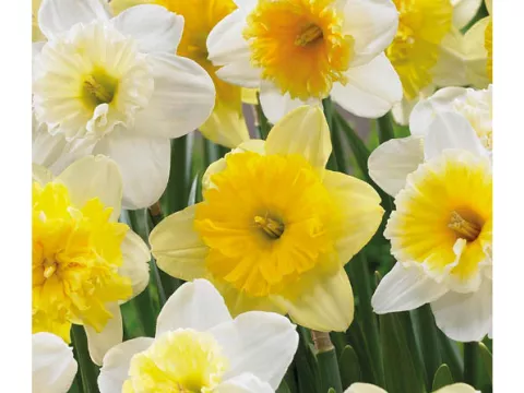 Narcis trompet 'Folies Mix'