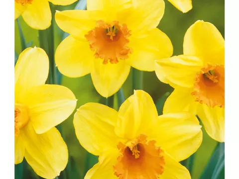 Narcis trompet 'Fortissimo'