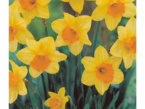 Narcis trompet 'Fortune'