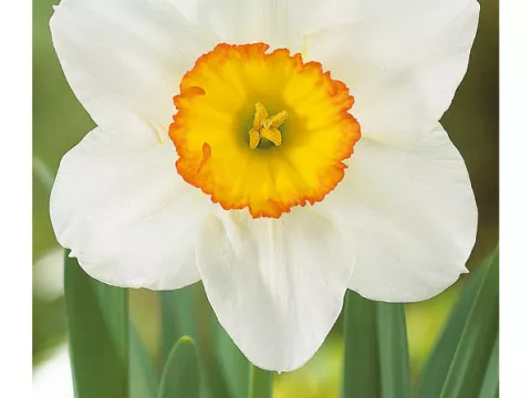 Narcis trompet 'Flower Record'