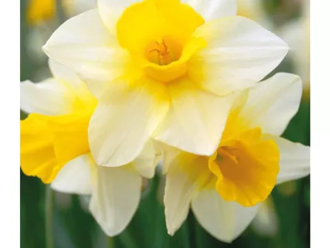 Narcis trompet 'Golden Echo'