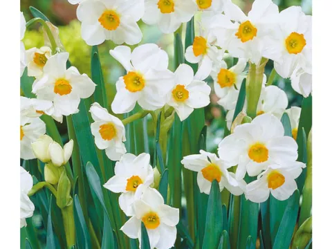 Narcis tros/Bouquet 'Geranium'