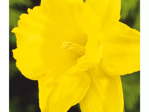 Narcis trompet 'Golden Harvest'