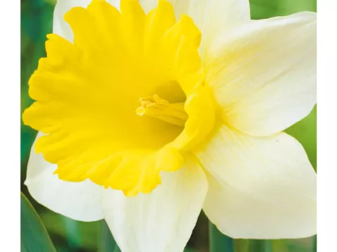 Narcis trompet 'Goblet'