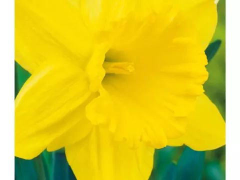 Narcis trompet 'Gigantic Star'