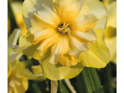 Narcis split 'Harpischord'