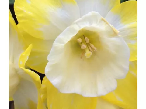 Narcis bot. 'Hillstar'