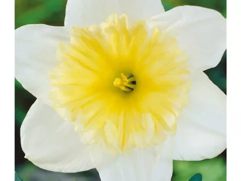 Narcis trompet 'Ice Follies'