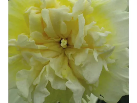 Narcis dubbel/doubles 'Ice King'