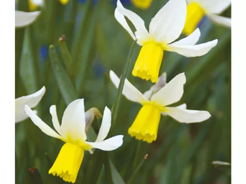 Narcis bot. 'Jack Snipe'