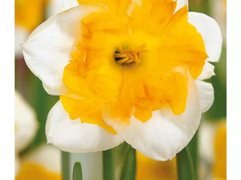 Narcis split 'Love Call'