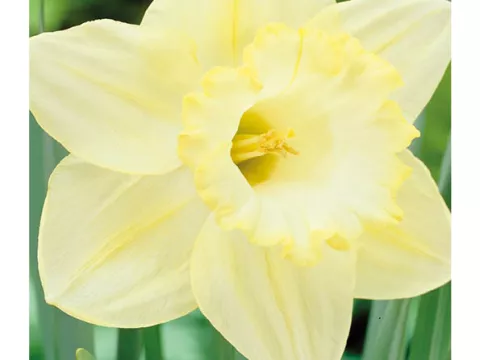 Narcis trompet 'Lemon Shake'