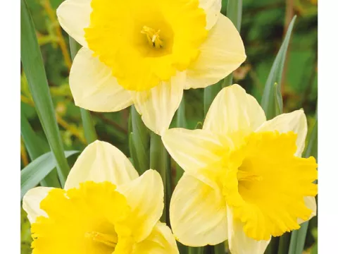 Narcis trompet 'Las Vegas'