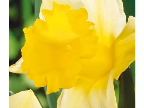 Narcis trompet 'Magnet'