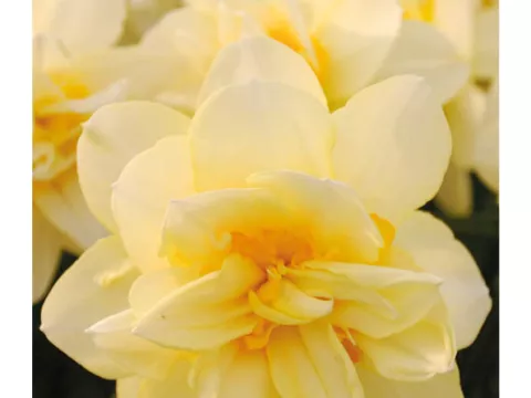 Narcis dubbel/doubles 'Manly'