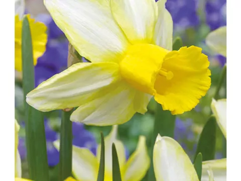 Narcis bot. 'Mother Duck'