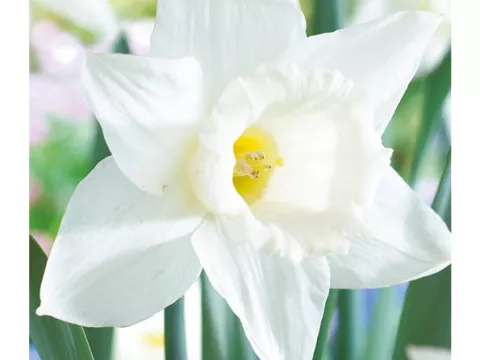 Narcis trompet 'Mount Hood'