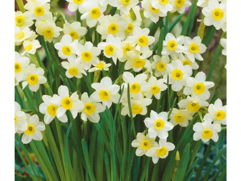 Narcis bot. 'Minnow'