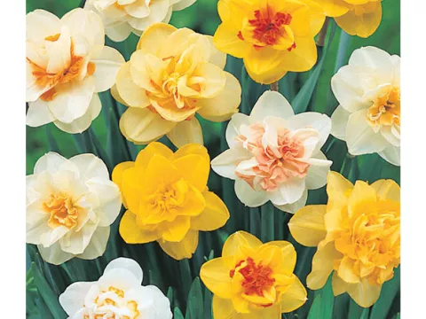 Narcis dubbel/doubles 'Mix'