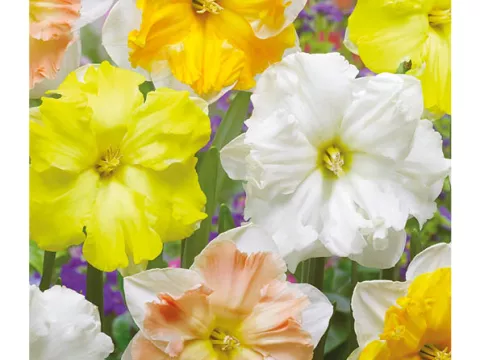 Narcis split 'Mix'