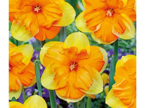 Narcis split 'Mondragon'