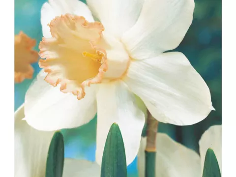 Narcis trompet 'Mrs. RO Backhouse'