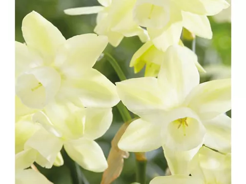 Narcis bot. 'Moonlight Sensation'