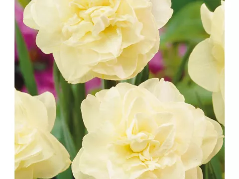 Narcis dubbel/doubles 'Obdam'