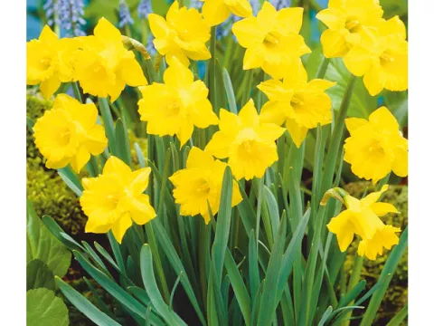 Narcis bot. 'Obvallaris'