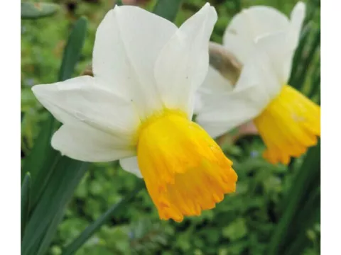 Narcis bot. 'Orange Commet'