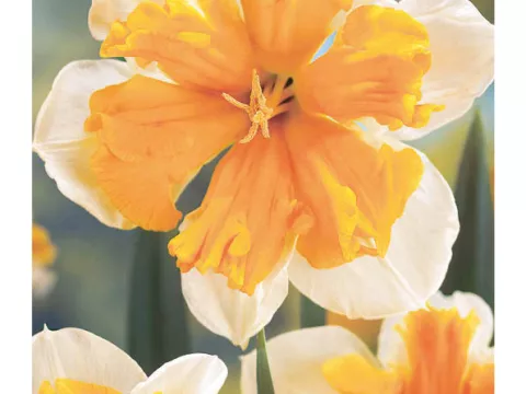 Narcis split 'Orangery'