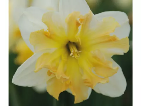 Narcis split 'Palmares'