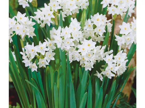 Narcis tazetta 'Paperwhite'