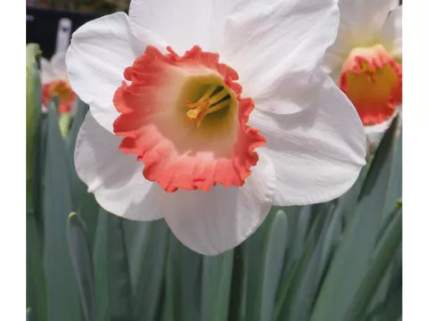 Narcis trompet 'Pink Charm'