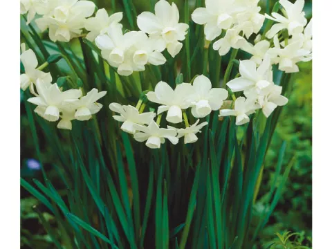 Narcis bot. 'Petrel'