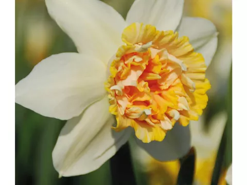 Narcis dubbel/doubles 'Petit Four'