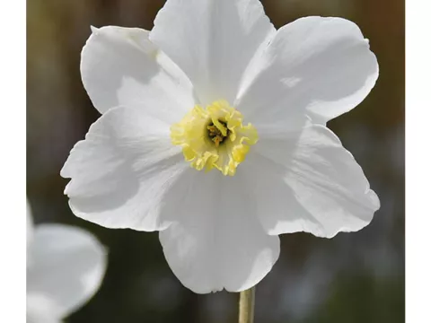 Narcis poeticus 'Polar Ice'