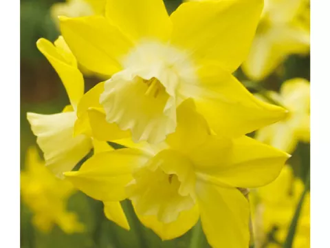 Narcis bot. 'Pipit'