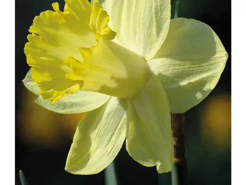 Narcis trompet 'Pistachio'