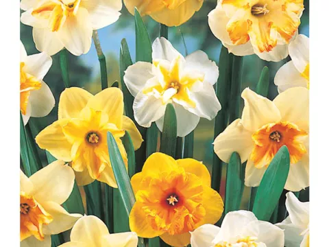 Narcis papillon 'Papillon Mix'