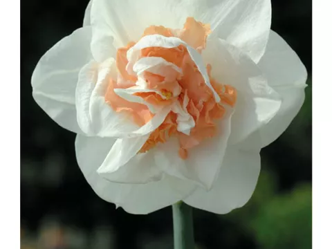 Narcis double/doubles 'Pink Paradise'