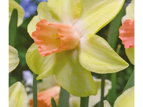 Narcis bot. 'Prototype'