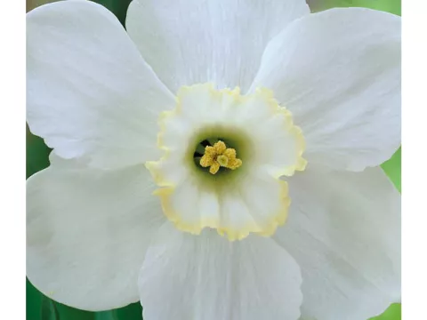 Narcis trompet 'Park Springs'