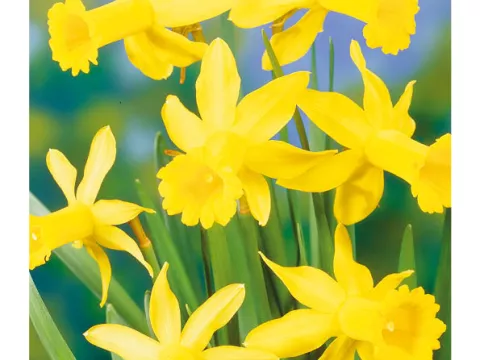 Narcis bot. 'Peeping Tom'